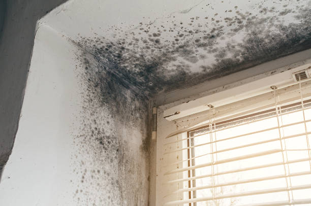 Trusted Basement Mold Remediation service in Aberdeen, NC - Cheap Mold Removal